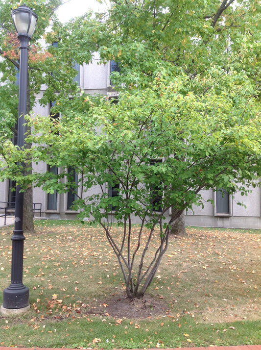 Allegheny Serviceberry