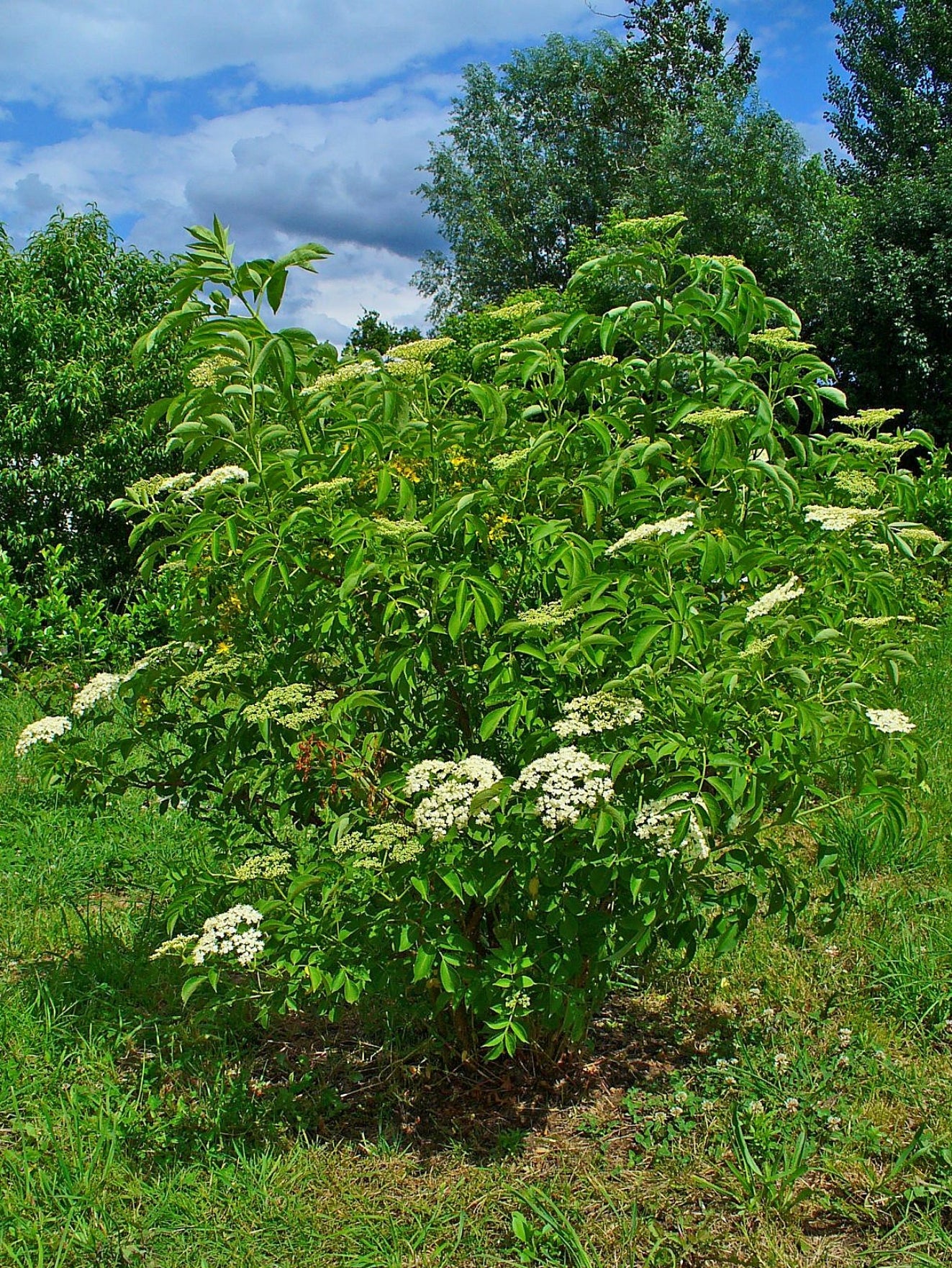 American Elderberry