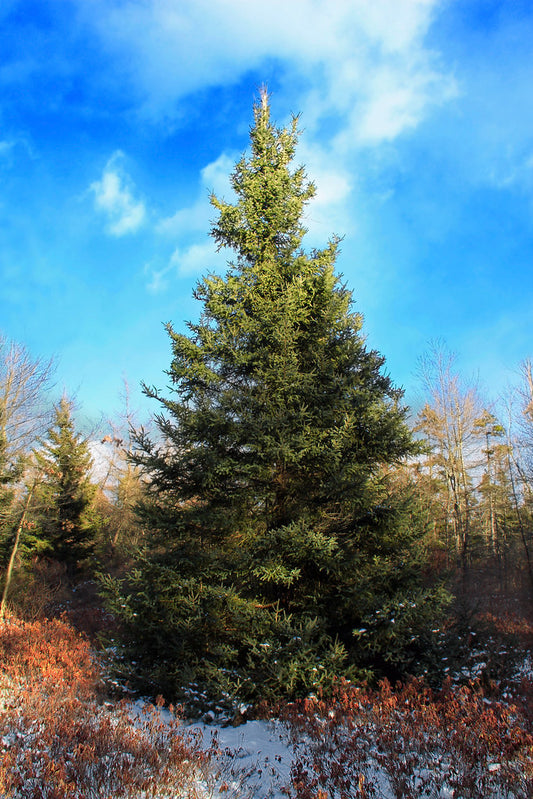 Balsam Fir