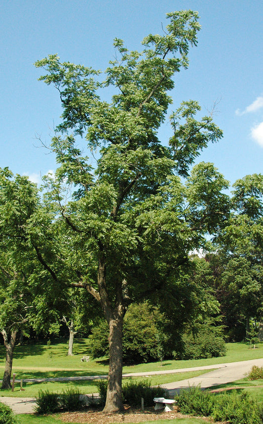 Black Walnut