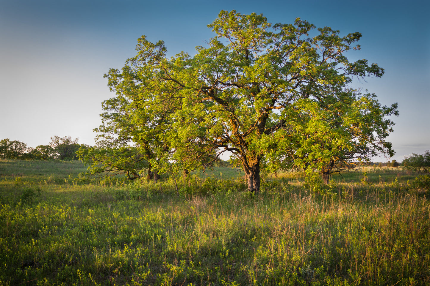 Bur Oak