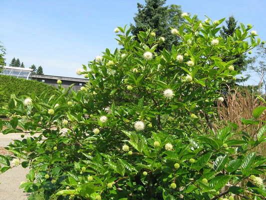 Buttonbush