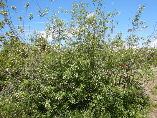 Choke Cherry