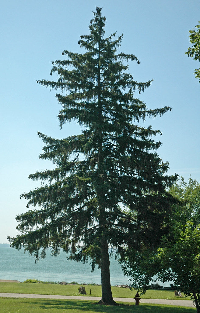 Norway Spruce