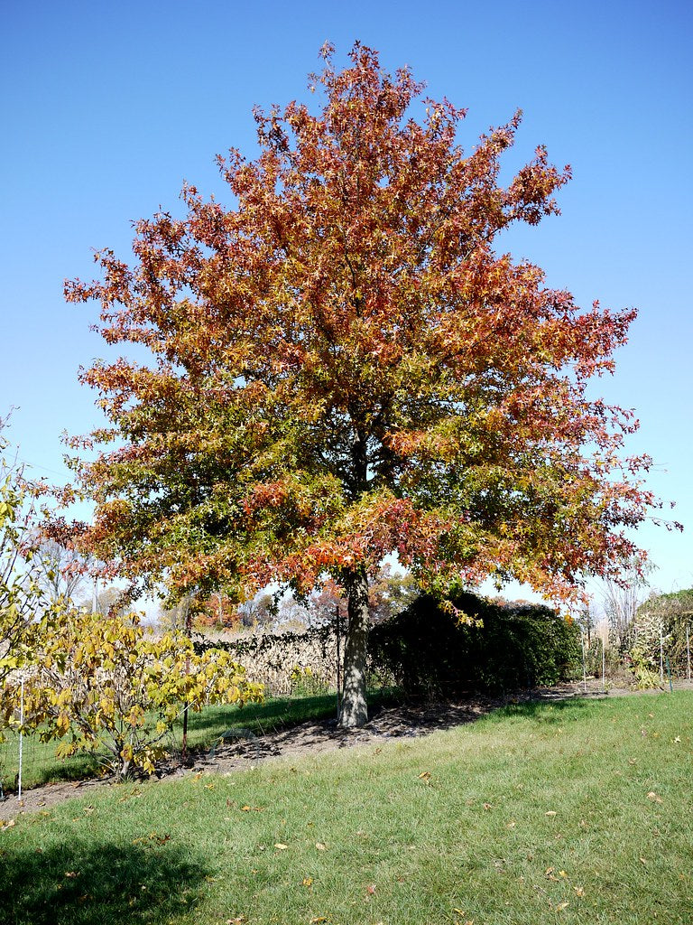 Pin Oak