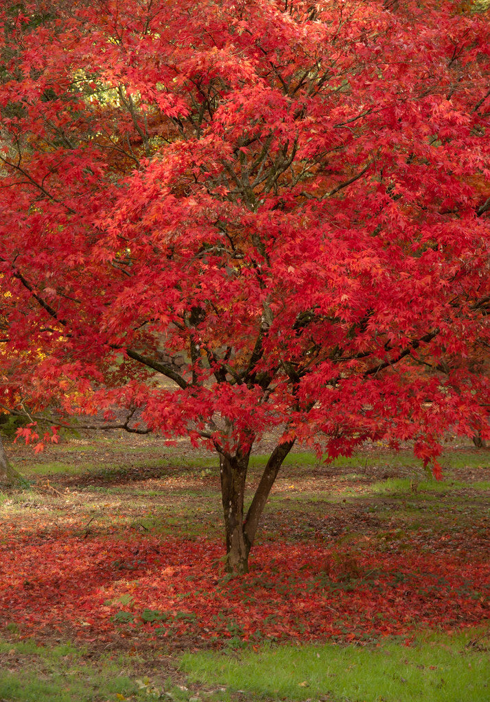 Red Maple