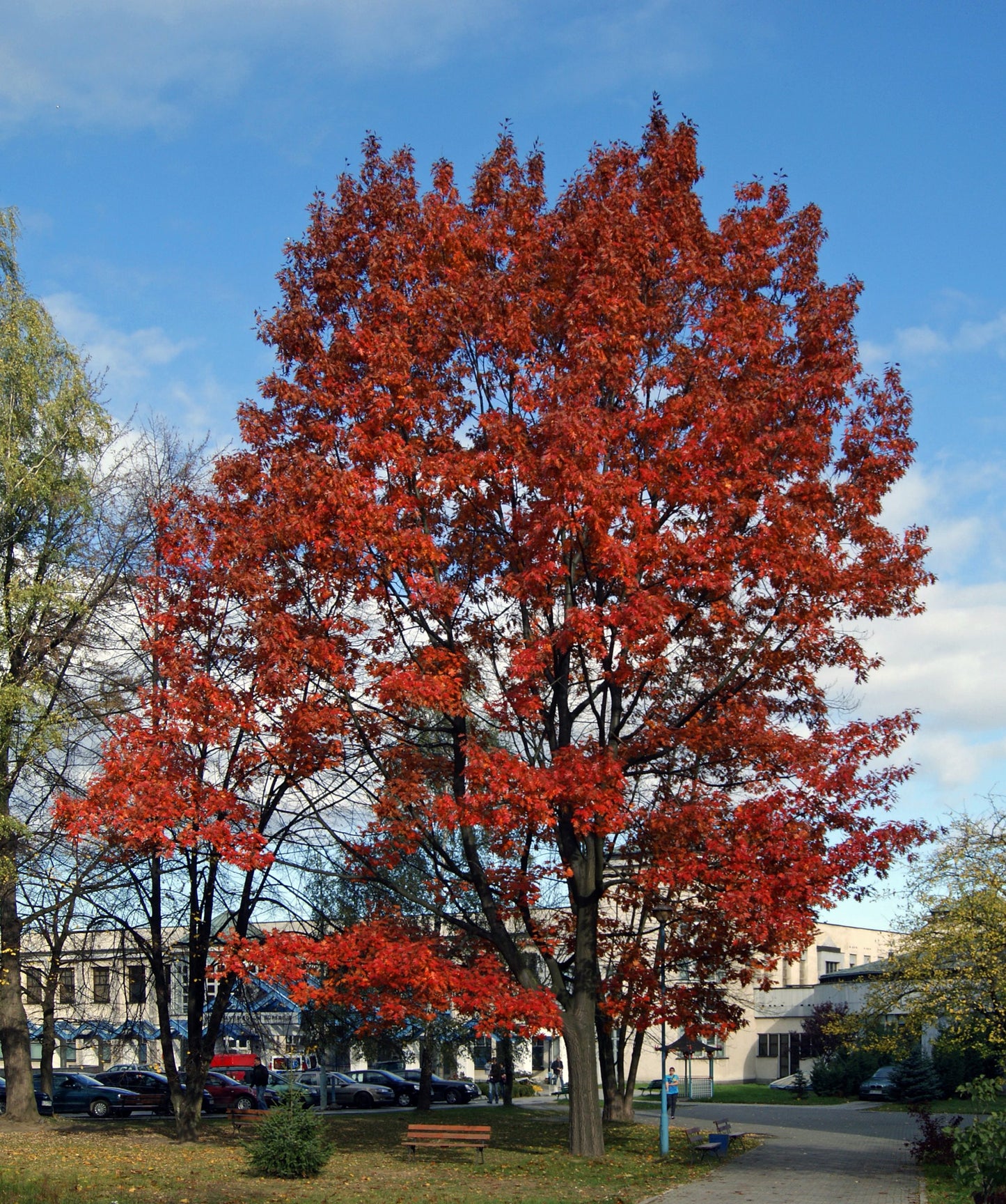 Red Oak