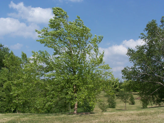 River Birch