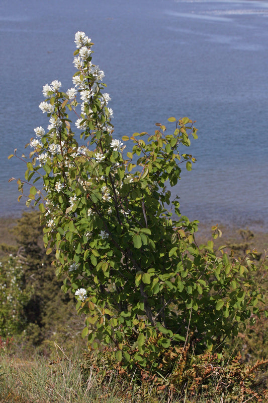 Saskatoon Serviceberry