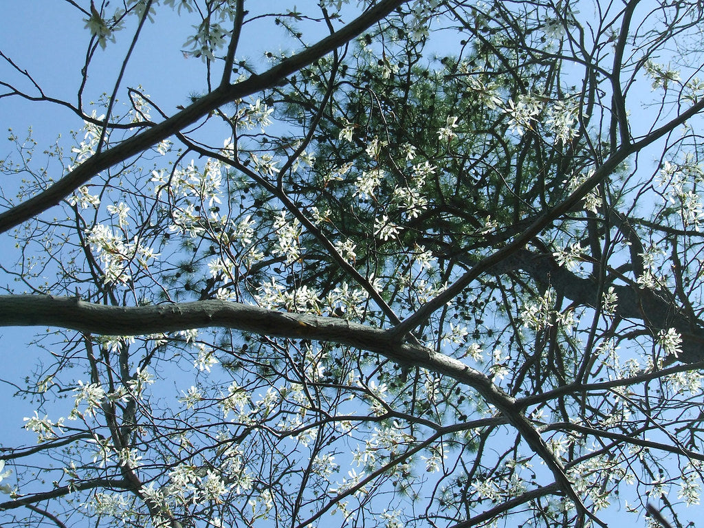 Shadblow Serviceberry