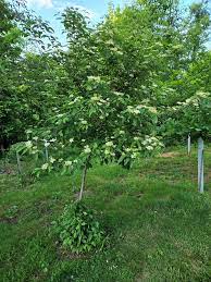 Silky Dogwood