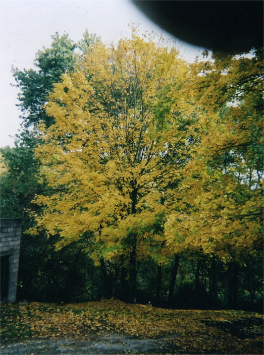 Silver Maple