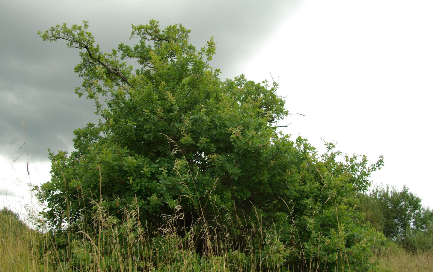 Speckled Alder