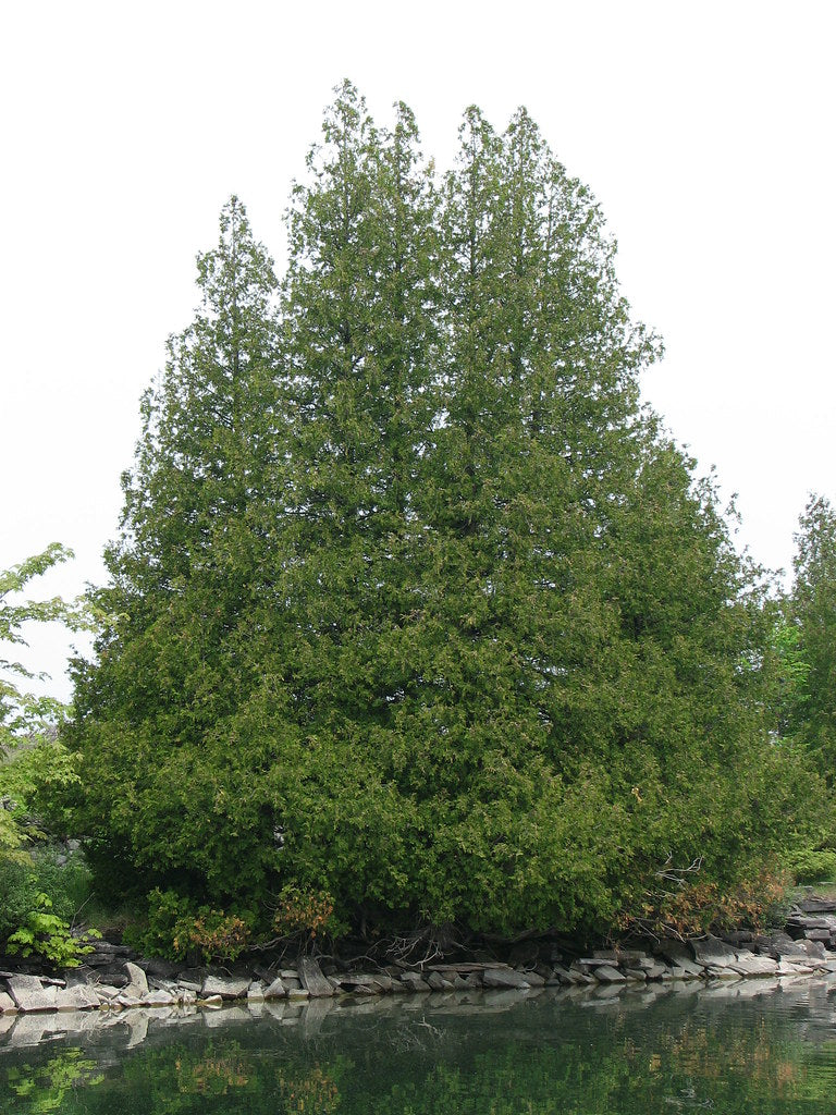 White Cedar