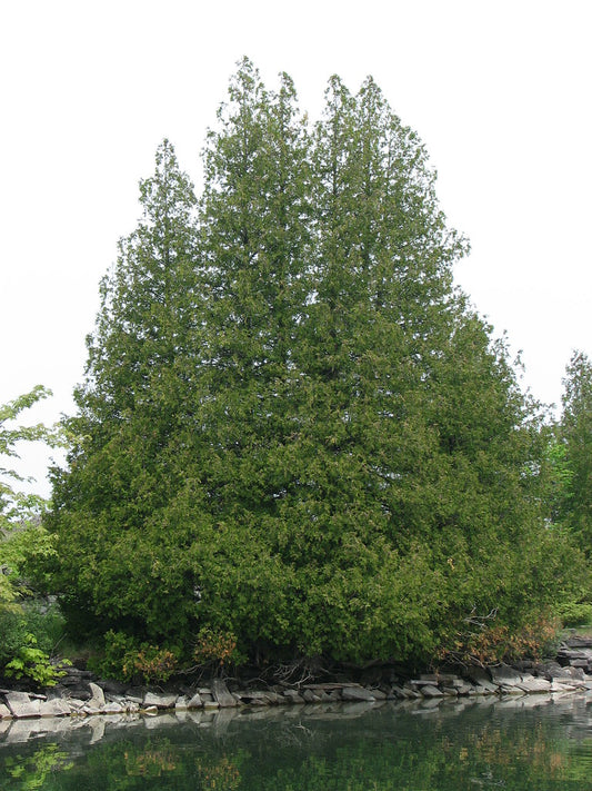 White Cedar