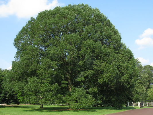 White Oak