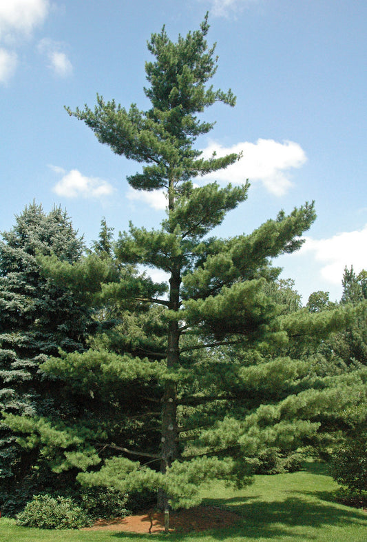 White Pine