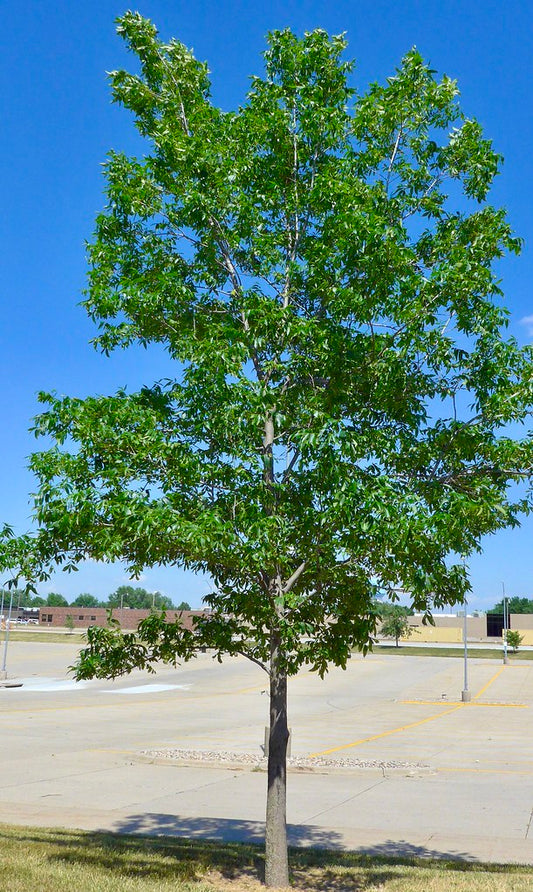 Bitternut Hickory