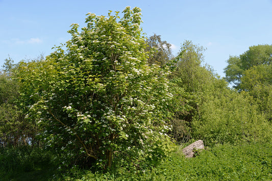 Highbush Cranberry