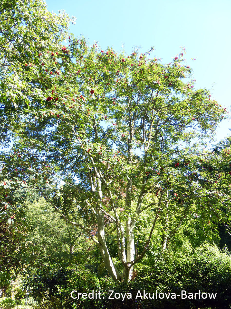 American Mountain Ash