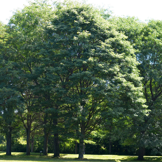 Honey Locust