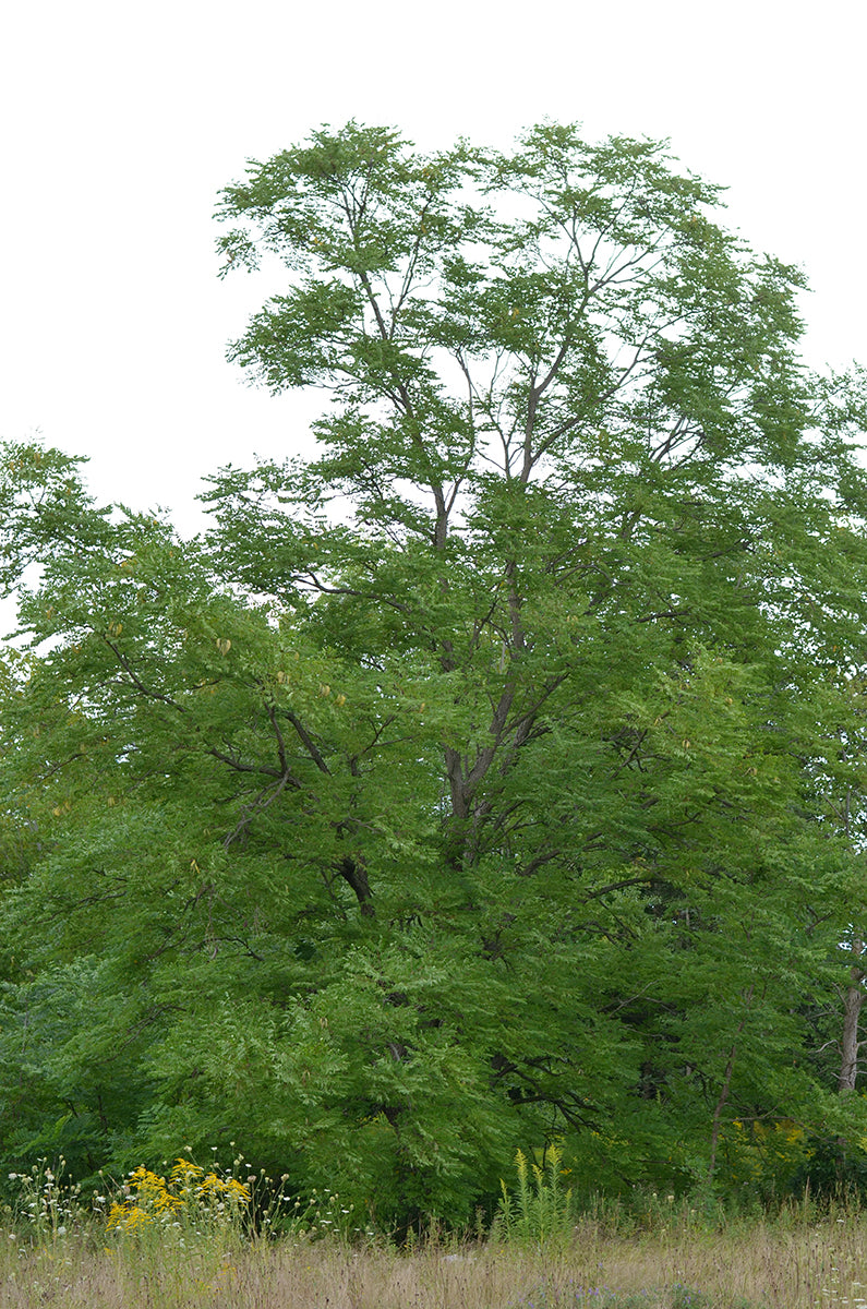 Kentucky Coffee Tree