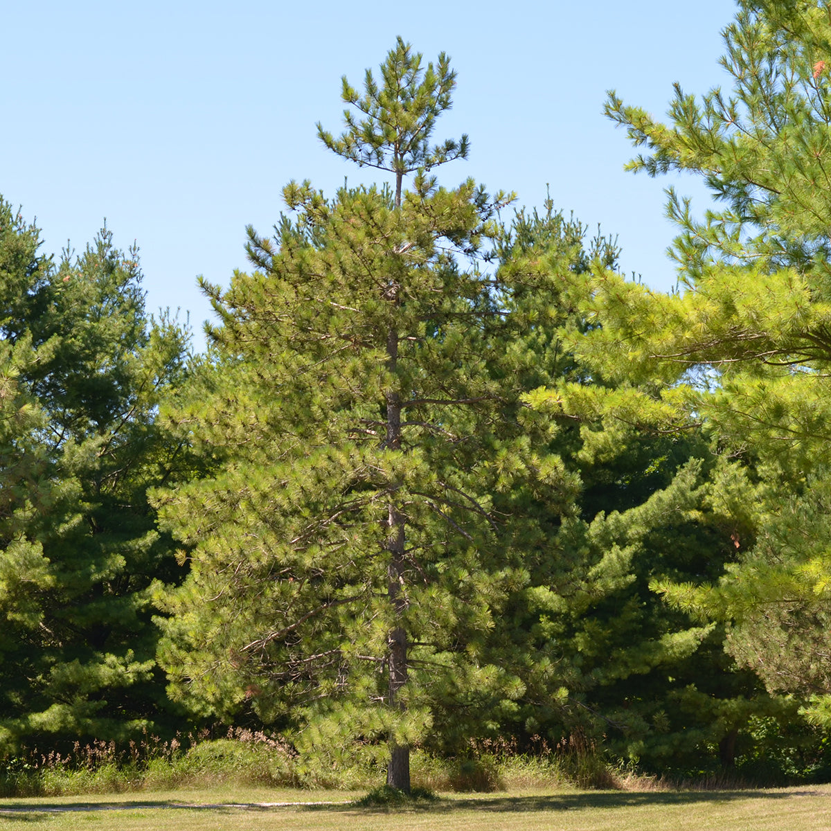 Red Pine