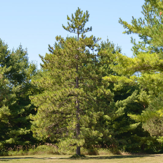 Red Pine