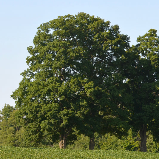 Sugar Maple