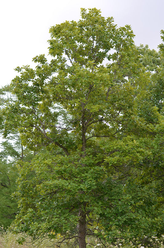 Swamp White Oak