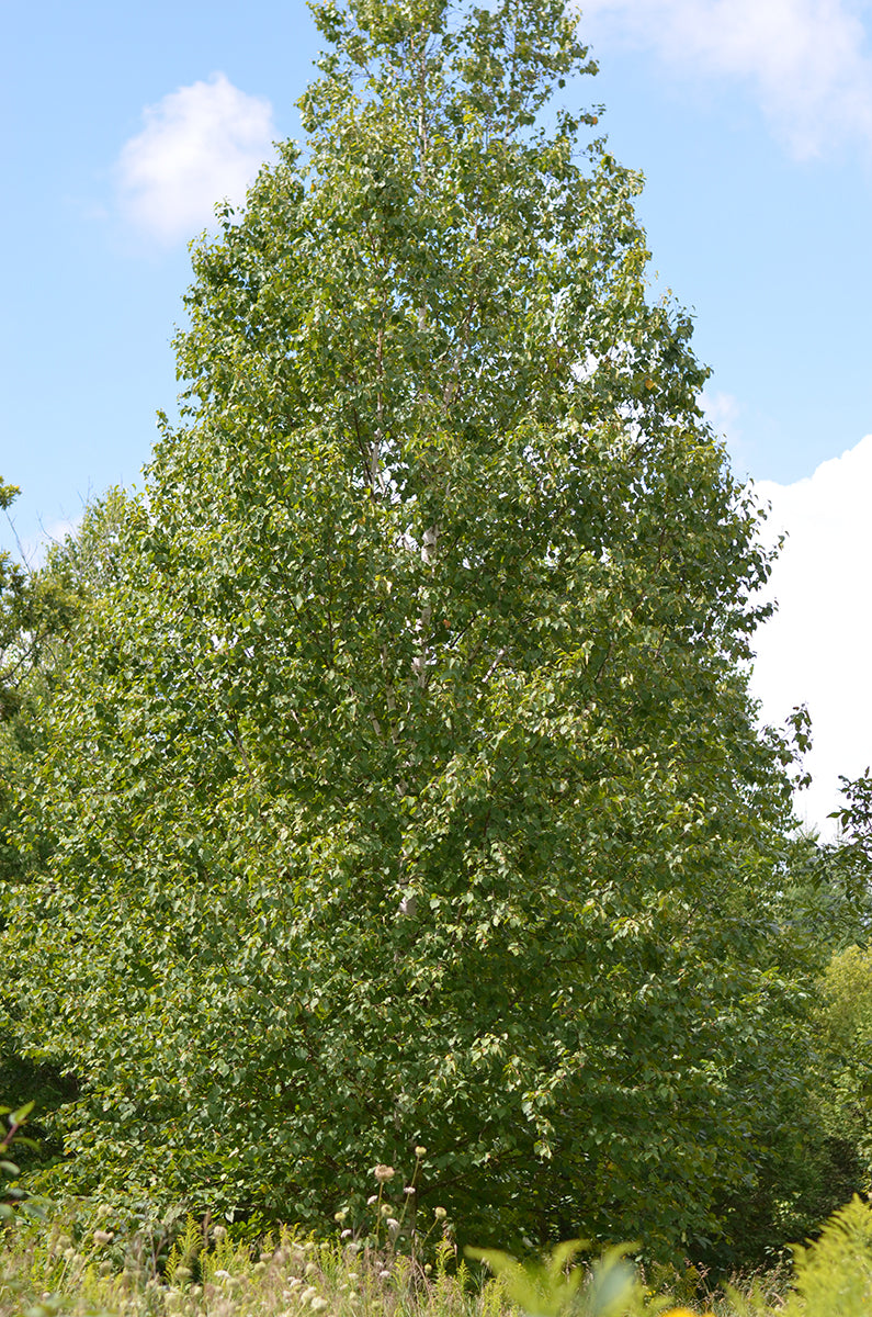 Paper Birch