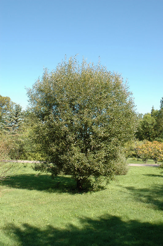 Pussy willow