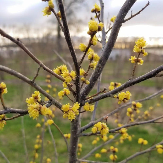 Spicebush